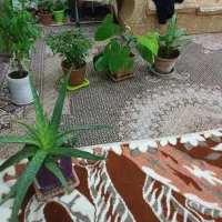 گلهای طبیعی متنوع