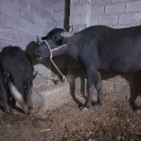 گاومیش باگوساله نر