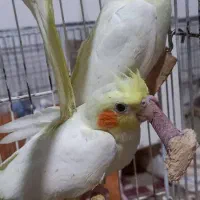 پرنده عروس هلندی|پرنده|مسجد سلیمان, |دیوار