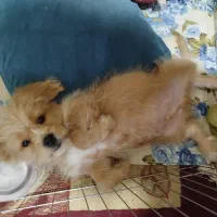 واگذاری سگ پودل کراس