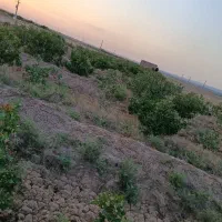 پیوند پسته