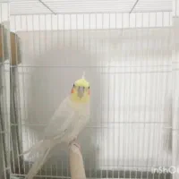 یک جفت عروس هلندی لوتینو|پرنده|زاهدان, |دیوار