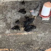 مرغ جوجه دار