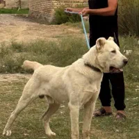 آلابای پدر مادر وارداتی خط خونی بالا