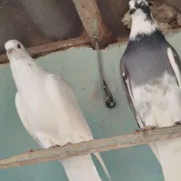 کبوتر پرشی|پرنده|سیمین شهر, |دیوار