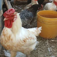 دو قطعهٔ خروس گلین داشتی وکشتی دونه ای ۳۵۰ تومان|حیوانات مزرعه|خمینی‌شهر, |دیوار