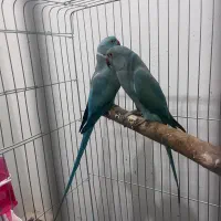 جفت طوطی ملنگو آبی مولد|پرنده|شیراز, منطقه هوایی شهید دوران|دیوار