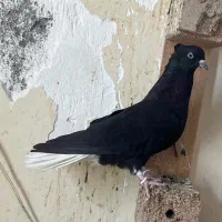 کبوتر پرنده دمسفید اشعل
