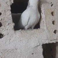 کبوتر|پرنده|مرند, |دیوار