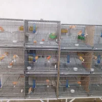 قناری|پرنده|یزد, |دیوار