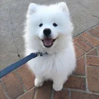 سامووید کینگ  وارداتی