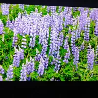 تلویزیون 4k پنجاه اینچ ایکس ویژن|تلویزیون و پروژکتور|اصفهان, شهریار|دیوار