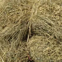 باغ علوفه