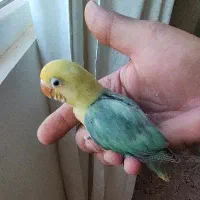 جوجه نرمه خور طوطی کوتوله برزیلی پاربلو