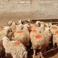 ۳۰راس میش عراقی