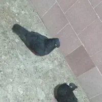 زاغ درجایی با زاغ آبادانی|پرنده|میناب, |دیوار