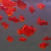 پلاتی خونی و گوپی|ماهی|یزد, |دیوار