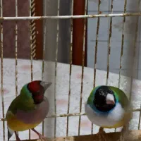 یک جفت فنچ زیبا|پرنده|شیراز, باغ تخت|دیوار