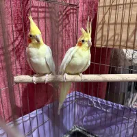 عروس هلندی مولد