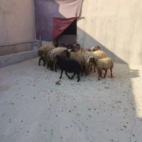 میش و بره نروماده مهربان وشالی وافشار