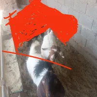 بزغاله