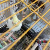 عروس هلندی نر