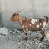 گوسفند بز فروشی