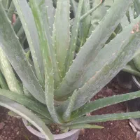 تعدادی گل طبیعی