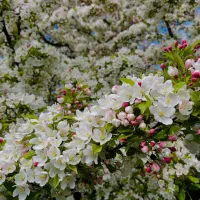 کود آلی زایشی رویشی