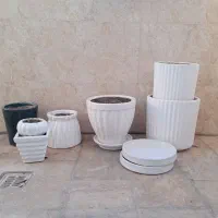 گل طیبعی و گلدان|گل و گیاه طبیعی|تبریز, |دیوار