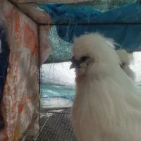 جوجه ابریشمی