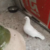 کفترنروماده کاشونی