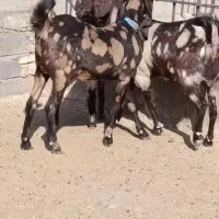 دو راس بز پاکستانی 40خال اصیل درشت