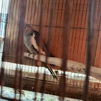 عروس هلندی جوان|پرنده|رودسر, |دیوار