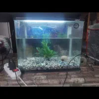 آکواریوم شرکتی شیشه خم