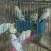 عروس هلندی.وتخم..توضیحات|پرنده|سبزوار, جوادیه شرقی|دیوار