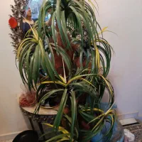 گلدان نخلی با گلدان سفالی