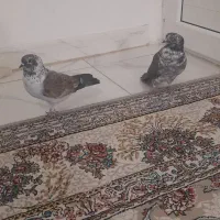 دوتاکبوتر گرفتنی