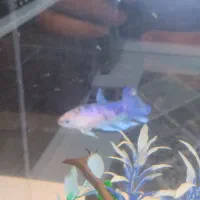 جوجه ماهی فایتر نژاد دار