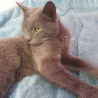 گربه ماده طوسی|گربه|تهران, بهاران|دیوار