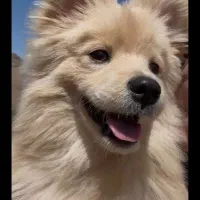 سگ میکس پامر اشپیتز