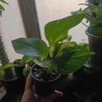 فیلندرون|گل و گیاه طبیعی|اهواز, فاز ۱ پادادشهر|دیوار