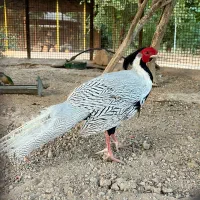 جوجه غاز و ...|حیوانات مزرعه|بهبهان, |دیوار