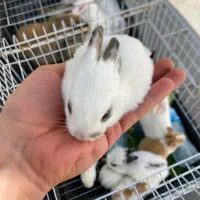 مینی خرگوش|موش و خرگوش|کرمانشاه, |دیوار