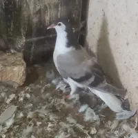 دمگیر گلین جوجه دمگیر دمگیر زرد|پرنده|جرقویه, |دیوار