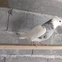 کبوتر‌ طوقی