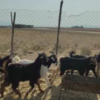 کهره ماده. بز