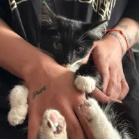 واگذاری گربه سیاه سفید