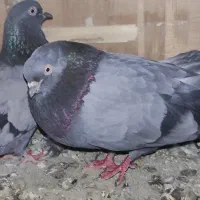 کبوتر اصیل سبز  گوی