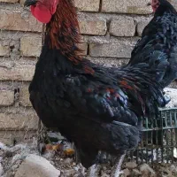خروس
